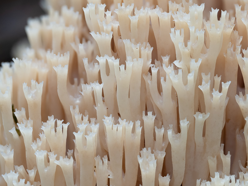 Artomyces pyxidatus